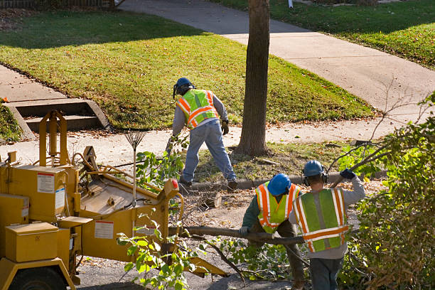 Best Tree Clearing Services  in Ashland, AL